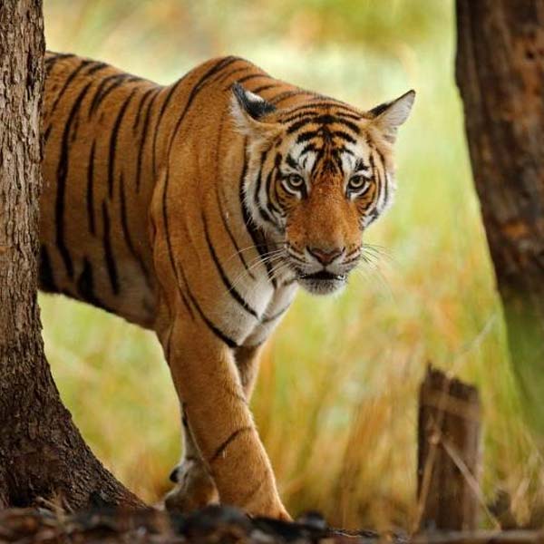 Ranthambore Tour Itinerary