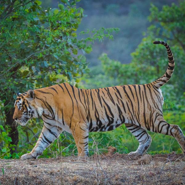 Ranthambore New Year Tour Package