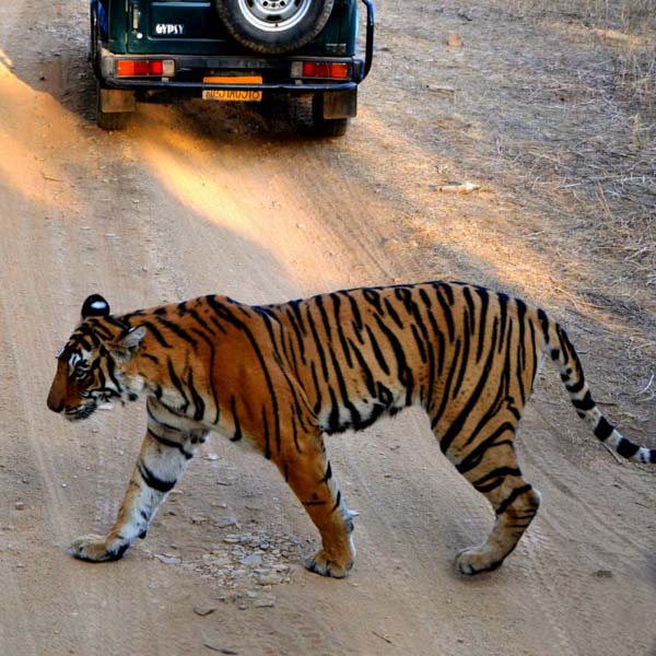 Ranthambore Tiger Safari Tour