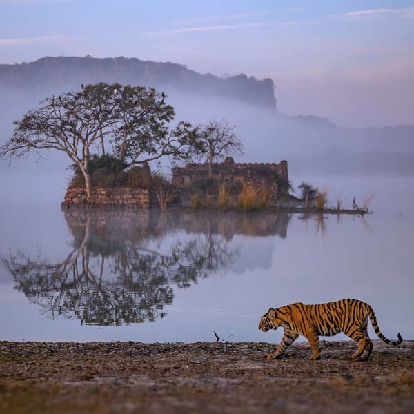 5 Days Jaipur Ranthambore Tour