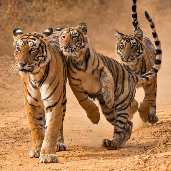 Full-day Safari in Ranthambore