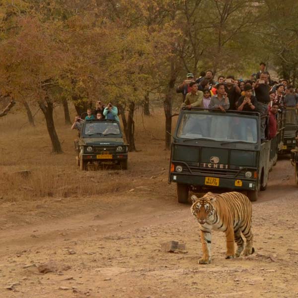 Ranthambore Photography Tour